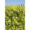 Sichtschutzhecke Gold-Liguster Spalier FloraSelf Ligustrum Ovalifolium 'Aureum' H 110-120 Cm B 80 Cm Co 30 L