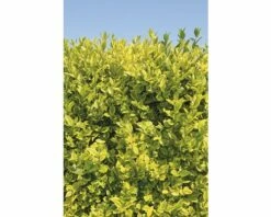 Sichtschutzhecke Gold-Liguster Spalier FloraSelf Ligustrum Ovalifolium 'Aureum' H 110-120 Cm B 80 Cm Co 30 L