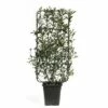 Spalier Glanzmispel FloraSelf Photinia Fraseri 'Robusta Compacta' H 100-110 Cm B 50 Cm Co 18 L