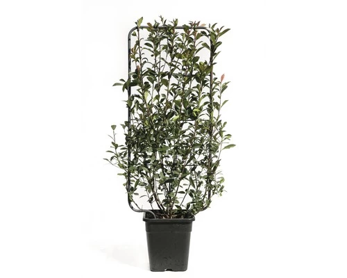 Spalier Glanzmispel FloraSelf Photinia Fraseri 'Robusta Compacta' H 100-110 Cm B 50 Cm Co 18 L 3 Spalier Glanzmispel FloraSelf Photinia Fraseri 'Robusta Compacta' H 100-110 Cm B 50 Cm Co 18 L