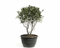 Glanzmispel FloraSelf Photinia Fraseri 'Pink Marble' H 100-120 Cm Co 50 L