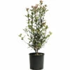 Glanzmispel FloraSelf Photinia Fraseri 'Robusta Compacta' H 50-70 Cm Co 4 L -Hornbach Gartenmarkt DV 8 6857827 01 4c NL 20221027074752