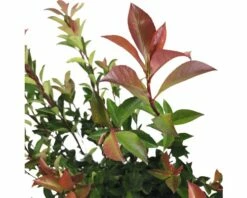 Glanzmispel FloraSelf Photinia Fraseri 'Robusta Compacta' H 50-70 Cm Co 4 L -Hornbach Gartenmarkt DV 8 6857827 03 4c DE 20221026131659