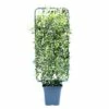 Sternjasmin Spalier FloraSelf Trachelospermum Jasminoides H 100-110 Cm B 50 Cm Co 18 L 2 Sternjasmin Spalier FloraSelf Trachelospermum Jasminoides H 100-110 Cm B 50 Cm Co 18 L -Hornbach Gartenmarkt DV 8 6857830 02 4c CH 20200127171751