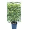 Sternjasmin Spalier FloraSelf Trachelospermum Jasminoides H 110-120 Cm B 80 Cm Co 30 L -Hornbach Gartenmarkt DV 8 6857831 02 4c CH 20200127171751