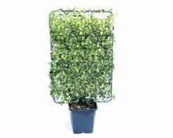 Sternjasmin Spalier FloraSelf Trachelospermum Jasminoides H 110-120 Cm B 80 Cm Co 30 L