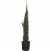 Mittelmeer-Zypresse 'Totem' FloraSelf Cupressus Sempervirens 'Totem' H 125-150 Cm Co 12 L -Hornbach Gartenmarkt DV 8 6858262 01 4c DE 20200310141039