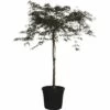 Dunkelroter Schlitzahorn FloraSelf Acer Palmatum 'Dissectum Garnet' H Ca.140 Cm Co 45 L -Hornbach Gartenmarkt DV 8 6858277 01 4c CH 20181031051657