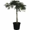Grüner Schlitzahorn FloraSelf Acer Palmatum 'Dissectum Viridis' H Ca.140 Cm Co 45 L -Hornbach Gartenmarkt DV 8 6858278 01 4c CH 20181031051657