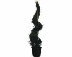 Formgehölz Leyland-Zypresse Spirale FloraSelf Cupressocyparis Leylandii H 210 Cm Co 45 L