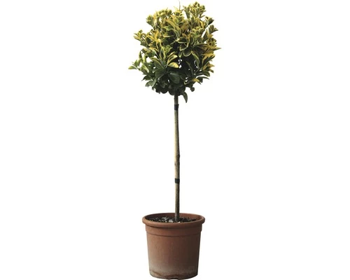 Spindelstrauch Stämmchen FloraSelf Euonymus Japonicus 'Elegantissima Aurea' H 50 Cm Co 5 L 3 Spindelstrauch Stämmchen FloraSelf Euonymus Japonicus 'Elegantissima Aurea' H 50 Cm Co 5 L