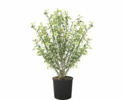 Garteneibisch FloraSelf Hibiscus Syriacus H 120-130 Cm Co 25 L Zufällige Sortenauswahl