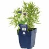 Eisenhut FloraSelf Achillea Ptarmica 'The Pearl' H 5-60 Cm Co 0,5 L -Hornbach Gartenmarkt DV 8 7013358 01 4c DE 20191214211700