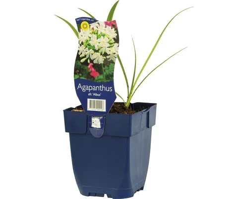 Schmucklilie FloraSelf Agapanthus Africanus 'Albus' H 5-30 Cm Co 0,5 L 3 Schmucklilie FloraSelf Agapanthus Africanus 'Albus' H 5-30 Cm Co 0,5 L