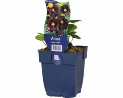 Stockrose FloraSelf Alcea Rosea 'Nigra' H 5-80 Cm Co 0,5 L