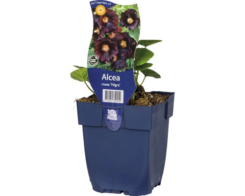 Stockrose FloraSelf Alcea Rosea 'Nigra' H 5-80 Cm Co 0,5 L 3 Stockrose FloraSelf Alcea Rosea 'Nigra' H 5-80 Cm Co 0,5 L