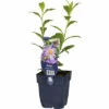 Sommer-Aster FloraSelf Aster Frikartii 'Mönch' H 10-60 Cm Co 0,5 L