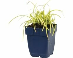 Gelbgrüne Garten-Segge FloraSelf Carex Oshimensis 'Evergold' H 5-30 Cm Co 0,5 L 9 Gelbgrüne Garten-Segge FloraSelf Carex Oshimensis 'Evergold' H 5-30 Cm Co 0,5 L -Hornbach Gartenmarkt DV 8 7013472 01 4c DE 20200212151652