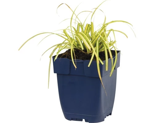 Gelbgrüne Garten-Segge FloraSelf Carex Oshimensis 'Evergold' H 5-30 Cm Co 0,5 L 6 Gelbgrüne Garten-Segge FloraSelf Carex Oshimensis 'Evergold' H 5-30 Cm Co 0,5 L – Bild 4