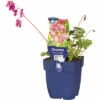 FloraSelf Herzblume Dicentra Formosa 'Luxuriant' H 5-35 Cm Co 0,5 L (6 Stk.) -Hornbach Gartenmarkt DV 8 7013520 01 4c DE 20220402214656
