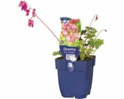 FloraSelf Herzblume Dicentra Formosa 'Luxuriant' H 5-35 Cm Co 0,5 L (6 Stk.)