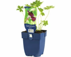 Storchschnabel FloraSelf Geranium Phaeum H 5-20 Cm Co 0,5 L