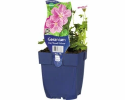 Storchschnabel FloraSelf Geranium X Riversleaianum 'Russel Prichard' H 5-40 Cm Co 0,5 L