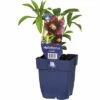Lenzrose FloraSelf Helleborus Orientalis H 5-50 Cm Co 0,5 L -Hornbach Gartenmarkt DV 8 7013629 01 4c DE 20220311101653