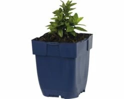 Schönaster FloraSelf Kalimeris Incisa H 5-50 Cm Co 0,5 L -Hornbach Gartenmarkt DV 8 7013693 01 4c DE 20191216051652