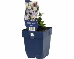 Schönaster FloraSelf Kalimeris Incisa H 5-50 Cm Co 0,5 L -Hornbach Gartenmarkt DV 8 7013693 02 4c DE 20191216051652