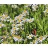 Schönaster FloraSelf Kalimeris Incisa H 5-50 Cm Co 0,5 L 1 Schönaster FloraSelf Kalimeris Incisa H 5-50 Cm Co 0,5 L -Hornbach Gartenmarkt DV 8 7013693 03 4c DE 20230104181655