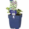 Gefleckte Taubnessel FloraSelf Lamium Maculatum 'Beacon Silver' H 5-20 Cm Co 0,5 L -Hornbach Gartenmarkt DV 8 7013702 01 4c DE 20220311094651