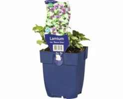 Gefleckte Taubnessel FloraSelf Lamium Maculatum 'Beacon Silver' H 5-20 Cm Co 0,5 L