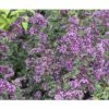 Heidegünsel FloraSelf Origanum-Cultivars 'Rosen Kuppel' H 5-25 Cm Co 0,5 -Hornbach Gartenmarkt DV 8 7013780 03 4c DE 20200710114650