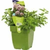 Oregano FloraSelf Origanum Vulgare 'Compactum' H 5-20 Cm Co 0,5 L -Hornbach Gartenmarkt DV 8 7013782 01 4c DE 20210413051650