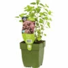 Oregano FloraSelf Origanum Vulgare H 5-15 Cm Co 0,5 L (6 Stk.) -Hornbach Gartenmarkt DV 8 7013783 01 4c DE 20210825181658