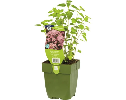 Oregano FloraSelf Origanum Vulgare H 5-15 Cm Co 0,5 L (6 Stk.) 3 Oregano FloraSelf Origanum Vulgare H 5-15 Cm Co 0,5 L (6 Stk.)