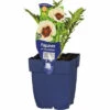 Orientalischer Mohn FloraSelf Papaver Orientale 'Perry's White' H 5-20 Cm Co 0,5 L -Hornbach Gartenmarkt DV 8 7013810 01 4c DE 20220428164657