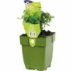 Weinraute, Gartenraute FloraSelf Ruta Graveolens H 5-15 Cm Co 0,5 L -Hornbach Gartenmarkt DV 8 7013851 02 4c DE 20201114221652
