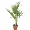 Petticoat-Palme FloraSelf Washingtonia Robusta H 80 Cm Ø 21 Cm Topf 2 Petticoat-Palme FloraSelf Washingtonia Robusta H 80 Cm Ø 21 Cm Topf -Hornbach Gartenmarkt DV 8 7030745 01 4c DE 20180307182051