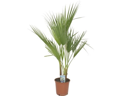 Petticoat-Palme FloraSelf Washingtonia Robusta H 80 Cm Ø 21 Cm Topf 3 Petticoat-Palme FloraSelf Washingtonia Robusta H 80 Cm Ø 21 Cm Topf