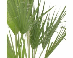 Petticoat-Palme FloraSelf Washingtonia Robusta H 80 Cm Ø 21 Cm Topf 5 Petticoat-Palme FloraSelf Washingtonia Robusta H 80 Cm Ø 21 Cm Topf -Hornbach Gartenmarkt DV 8 7030745 02 4c RO 20210610101751