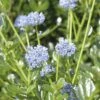 Säckelblume FloraSelf Ceanothus Impressus 'Victoria' H 40-50 Cm Co 4 L -Hornbach Gartenmarkt DV 8 7038562 01 4c DE 20150519125442