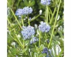 Säckelblume FloraSelf Ceanothus Impressus 'Victoria' H 40-50 Cm Co 4 L