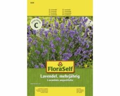 Lavendel 'Mehrjährig' FloraSelf Samenfestes Saatgut Kräutersamen