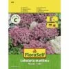 Steinkraut 'Alyssum' FloraSelf Samenfestes Saatgut Blumensamen -Hornbach Gartenmarkt DV 8 7122936 01 4c AT 20230104141756