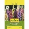 Lupine 'Gartenzwerg' FloraSelf Samenfestes Saatgut Blumensamen 1 Lupine 'Gartenzwerg' FloraSelf Samenfestes Saatgut Blumensamen -Hornbach Gartenmarkt DV 8 7122997 01 4c AT 20230104141756