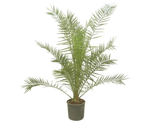 Kanarische Dattelpalme FloraSelf Phoenix Canariensis H 120-140 Cm Co 12 L 5 Kanarische Dattelpalme FloraSelf Phoenix Canariensis H 120-140 Cm Co 12 L – Bild 3