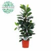 Afrikanische Feigenbaum FloraSelf Ficus Cyathistipula H Ca. 105 Cm Ø 21 Cm Topf -Hornbach Gartenmarkt DV 8 7192549 01 4c NL 20221213134656