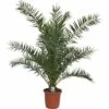 Kanarische Dattelpalme FloraSelf Phoenix Canariensis H 120-140 Cm Co 12 L 1 Kanarische Dattelpalme FloraSelf Phoenix Canariensis H 120-140 Cm Co 12 L -Hornbach Gartenmarkt DV 8 7229600 01 4c DE 20200217101813